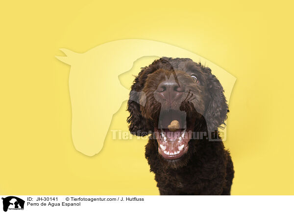 Perro de Agua Espanol / JH-30141