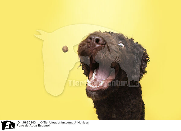 Perro de Agua Espanol / JH-30143
