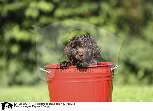 Perro de Agua Espanol Welpe / Perro de Agua Espanol Puppy / JH-30214
