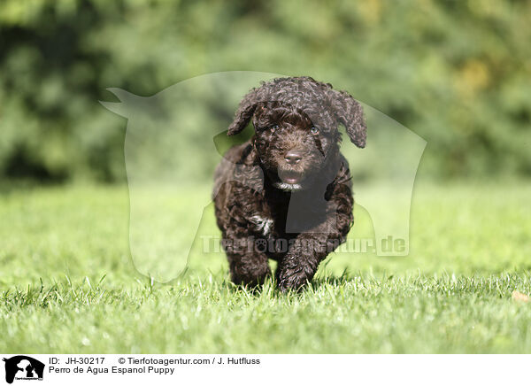 Perro de Agua Espanol Puppy / JH-30217