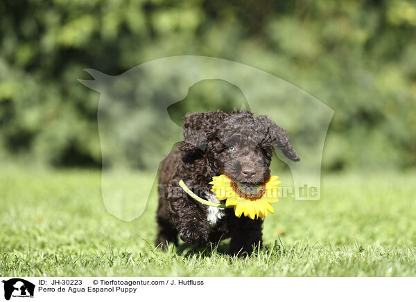 Perro de Agua Espanol Puppy / JH-30223