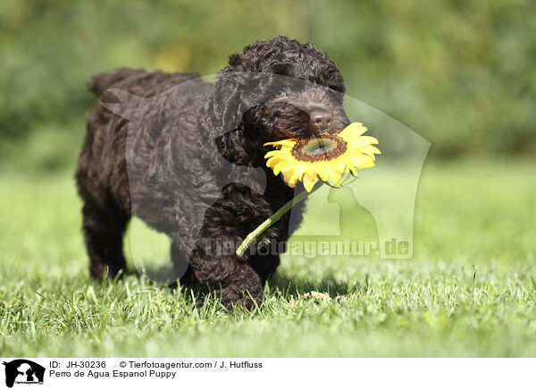 Perro de Agua Espanol Puppy / JH-30236