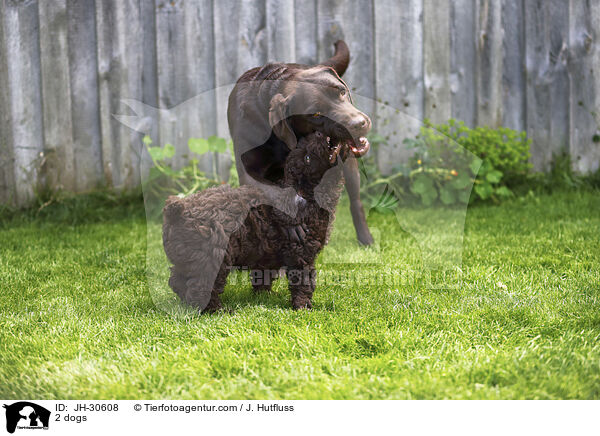 2 dogs / JH-30608