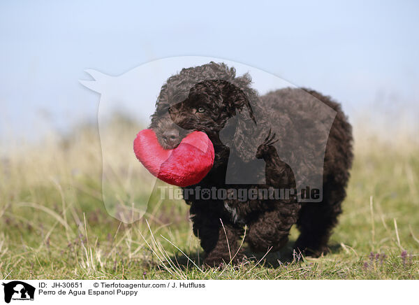 Perro de Agua Espanol Puppy / JH-30651