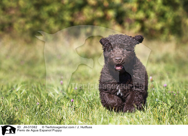 Perro de Agua Espanol Welpe / Perro de Agua Espanol Puppy / JH-31082