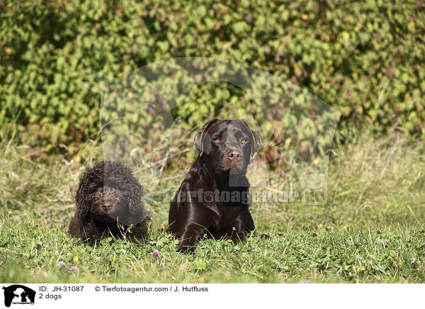 2 dogs / JH-31087