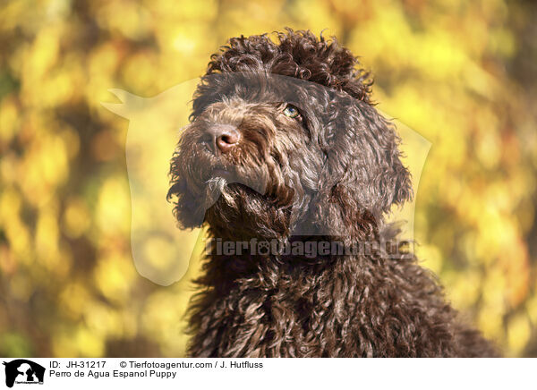 Perro de Agua Espanol Puppy / JH-31217