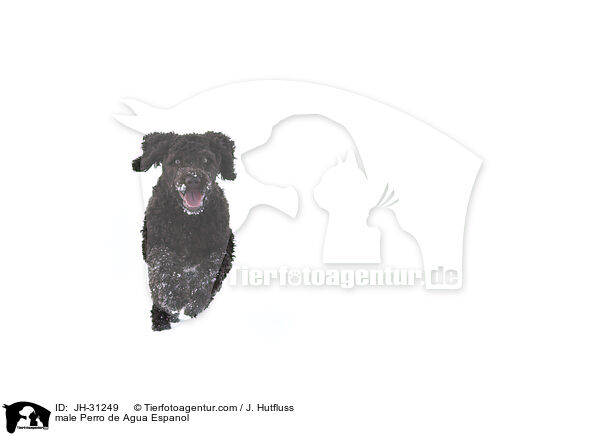 Perro de Agua Espanol Rde / male Perro de Agua Espanol / JH-31249