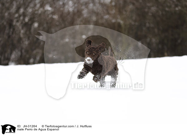 male Perro de Agua Espanol / JH-31264