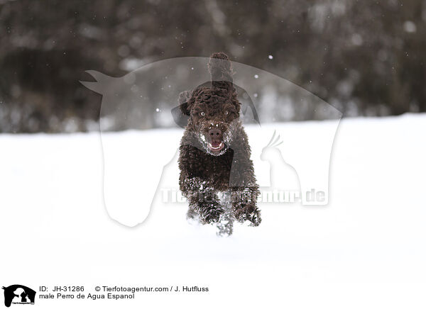 Perro de Agua Espanol Rde / male Perro de Agua Espanol / JH-31286