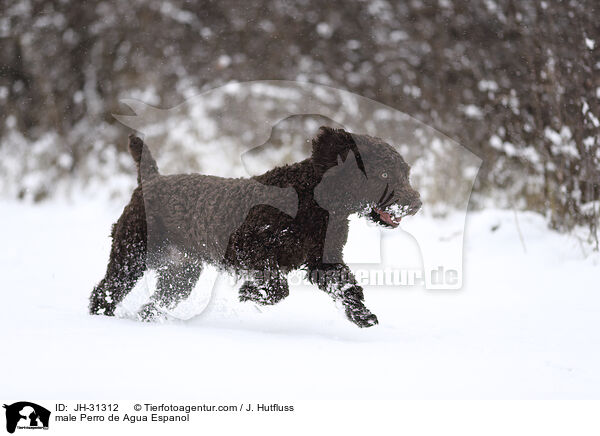 male Perro de Agua Espanol / JH-31312