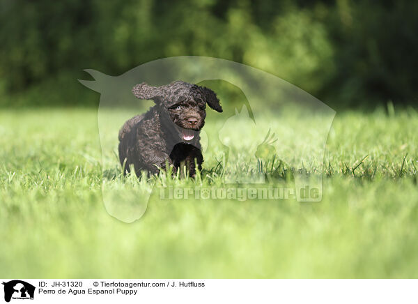 Perro de Agua Espanol Welpe / Perro de Agua Espanol Puppy / JH-31320