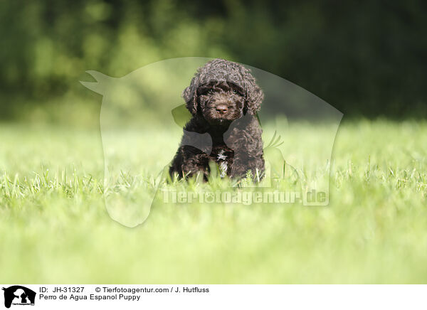 Perro de Agua Espanol Welpe / Perro de Agua Espanol Puppy / JH-31327