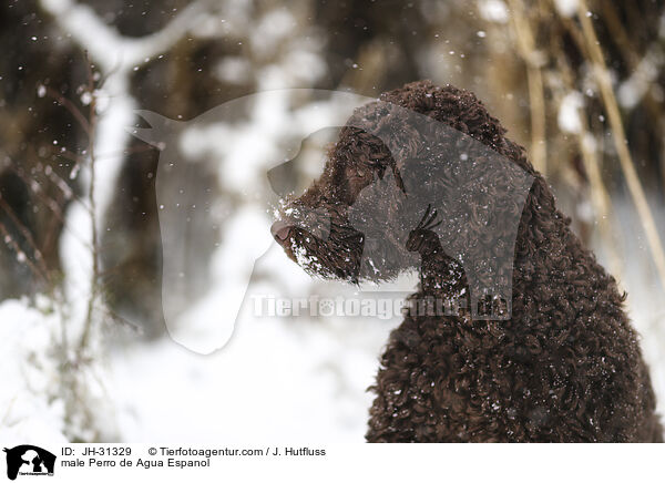 male Perro de Agua Espanol / JH-31329