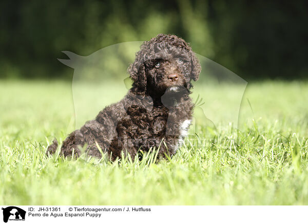Perro de Agua Espanol Puppy / JH-31361