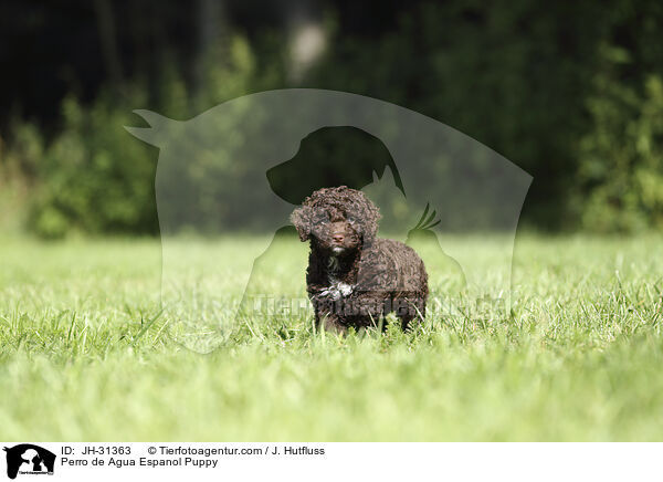Perro de Agua Espanol Puppy / JH-31363