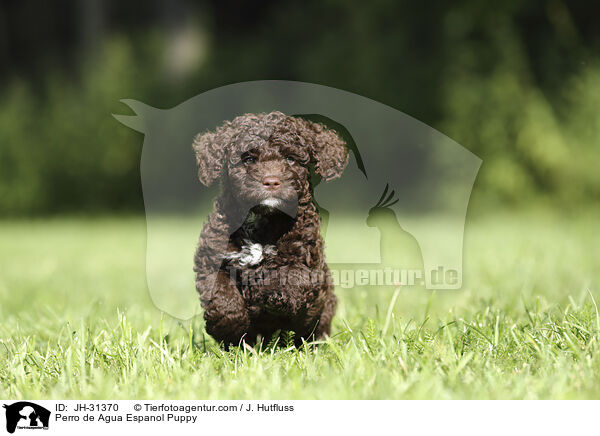 Perro de Agua Espanol Puppy / JH-31370