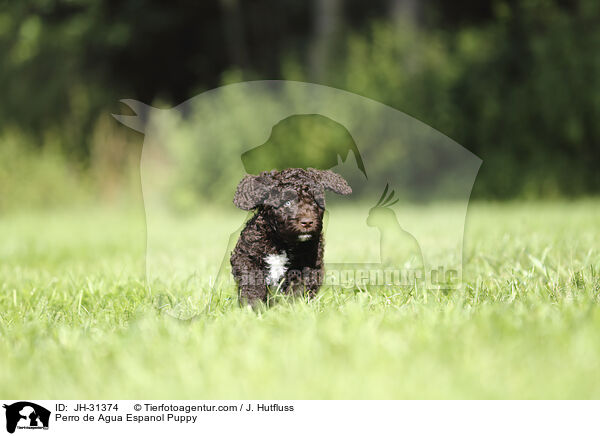 Perro de Agua Espanol Puppy / JH-31374