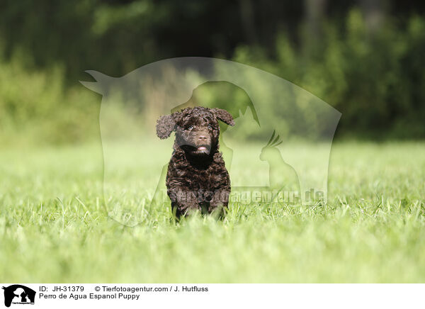 Perro de Agua Espanol Welpe / Perro de Agua Espanol Puppy / JH-31379