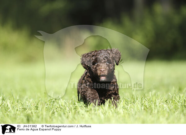 Perro de Agua Espanol Puppy / JH-31382