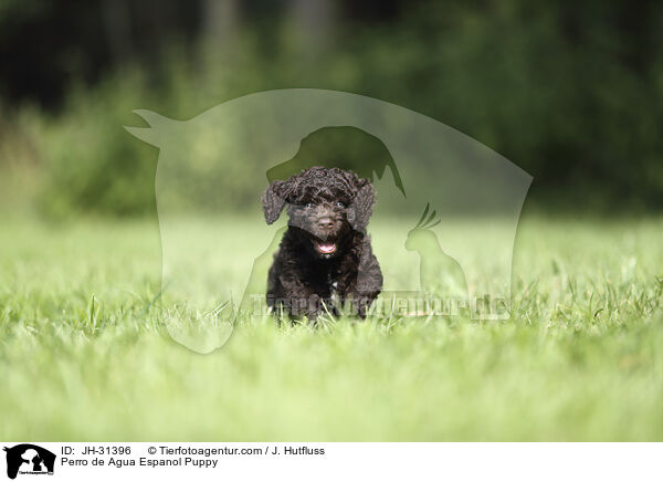 Perro de Agua Espanol Puppy / JH-31396