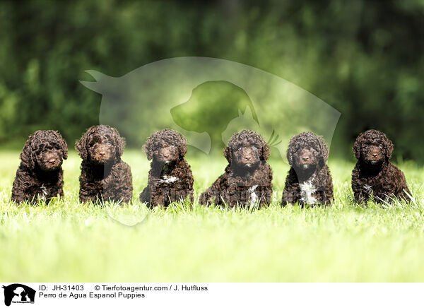 Perro de Agua Espanol Puppies / JH-31403