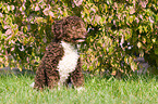 Perro de aqua espanol