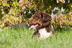 Perro de aqua espanol