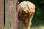 Perro de Agua Espanol