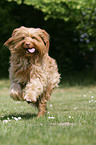 Perro de Agua Espanol