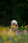 retrieving Perro de Agua Espanol