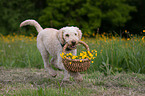 retrieving Perro de Agua Espanol