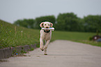retrieving Perro de Agua Espanol