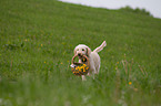 retrieving Perro de Agua Espanol