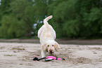 Perro de Agua Espanol