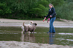 woman with 2 Perro de Agua Espanol