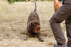 playing Perro de Agua Espanol