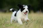 Perro de Agua Espanol Puppy