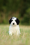 Perro de Agua Espanol Puppy
