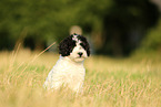 Perro de Agua Espanol Puppy