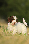 Perro de Agua Espanol Puppy