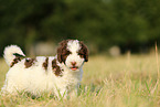 Perro de Agua Espanol Puppy