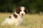 Perro de Agua Espanol Puppy