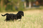 Perro de Agua Espanol Puppy
