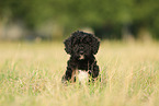 Perro de Agua Espanol Puppy