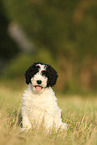 Perro de Agua Espanol Puppy