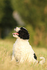 Perro de Agua Espanol Puppy