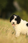 Perro de Agua Espanol Puppy