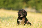 Perro de Agua Espanol Puppy