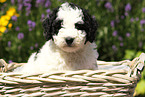 Perro de Agua Espanol Puppy